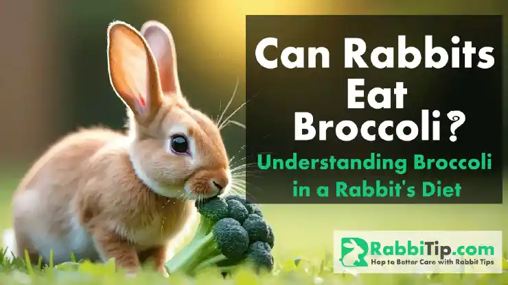 Can-Rabbits-Eat-Broccoli-Expert-Tips