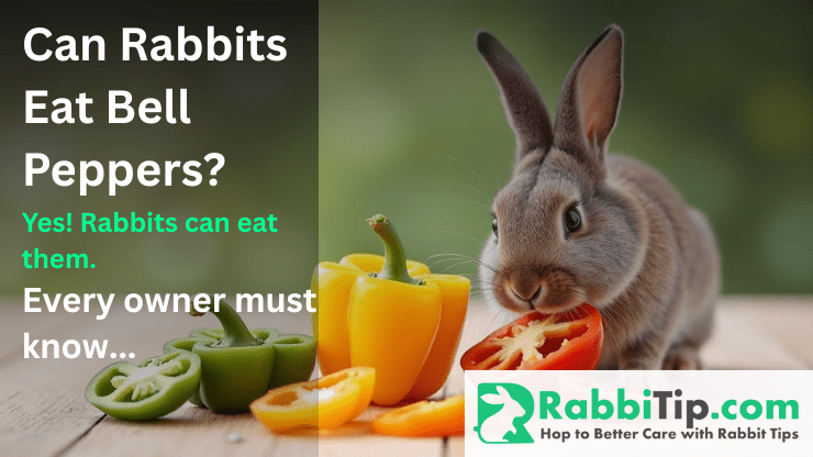 Can Rabbits Eat Bell Peppers-Rabbitip.com