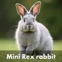 Mini Rex rabbits-Best-Rabbit-Breeds-for-Pets