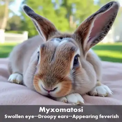 Myxomatosi Sick rabbit showing signs of Myxomatosis with swollen eyes, droopy ears, and a feverish appearance, resting on a soft surface outdoors-Common Rabbit Diseases.