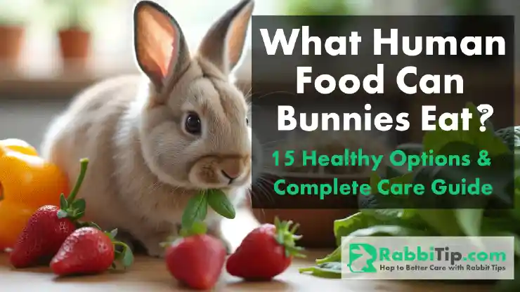 What Human Food Can Bunnies Eat?