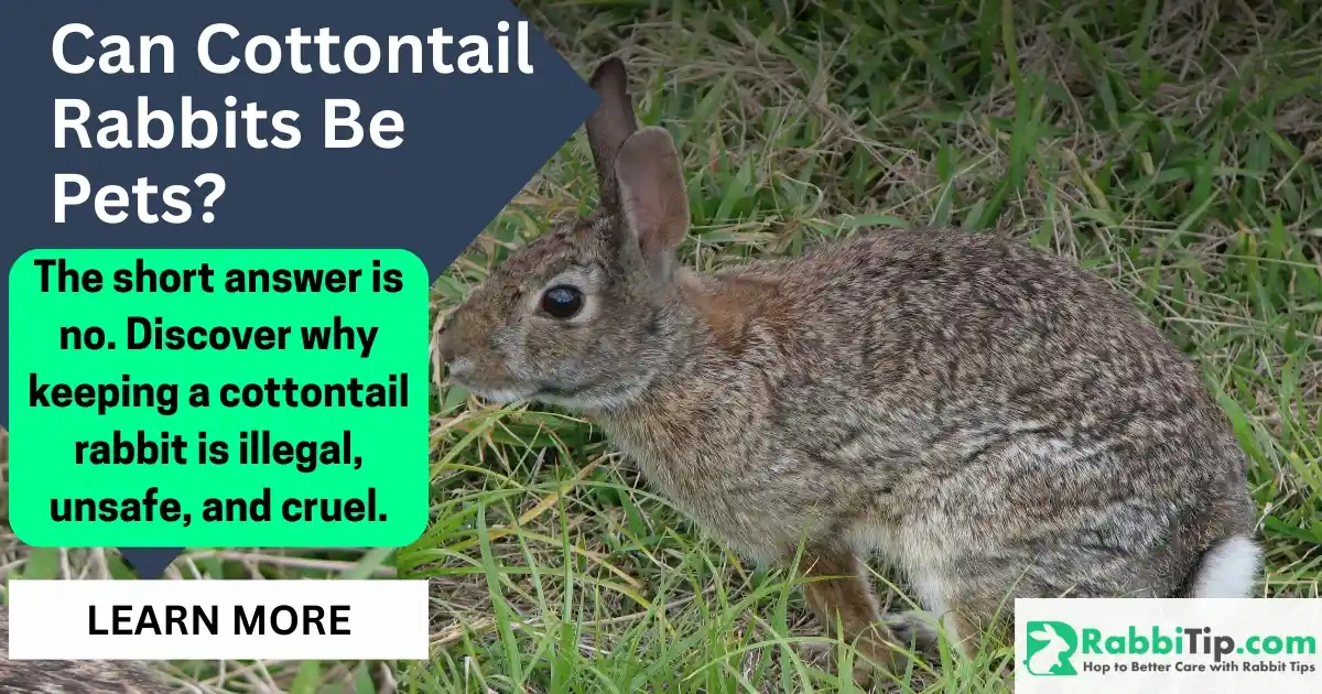 Wild cottontail rabbit on grass with text asking “Can Cottontail Rabbits Be Pets” highlighting legal and safety issues.