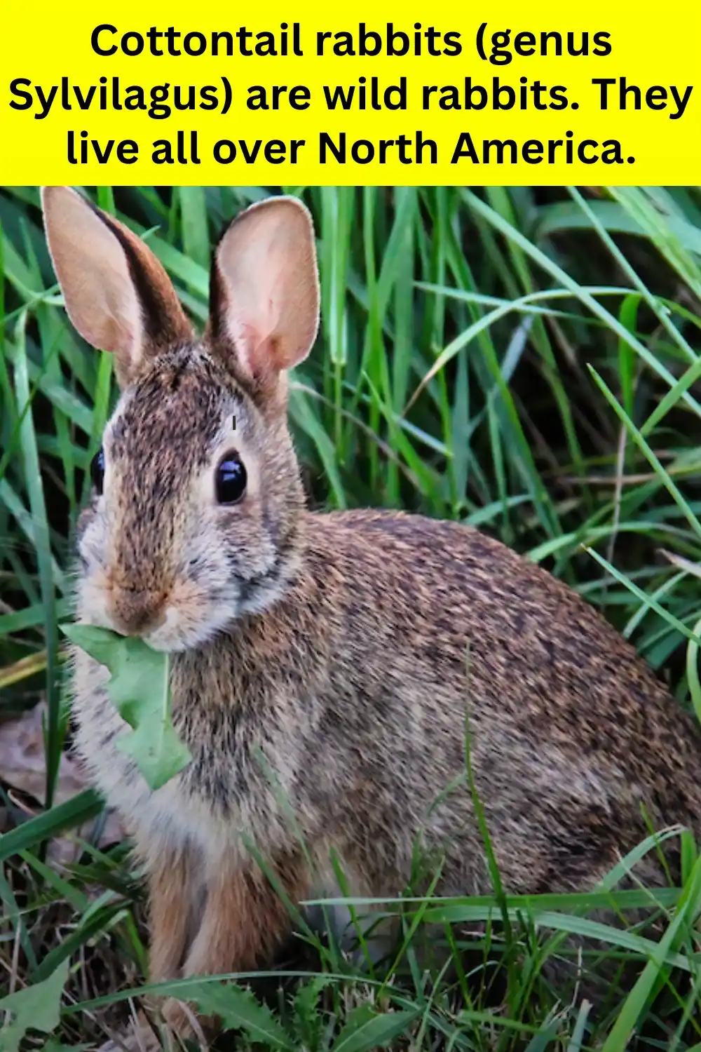 Cottontail rabbit eating a leaf in tall grass – Can Cottontail Rabbits Be Pets?