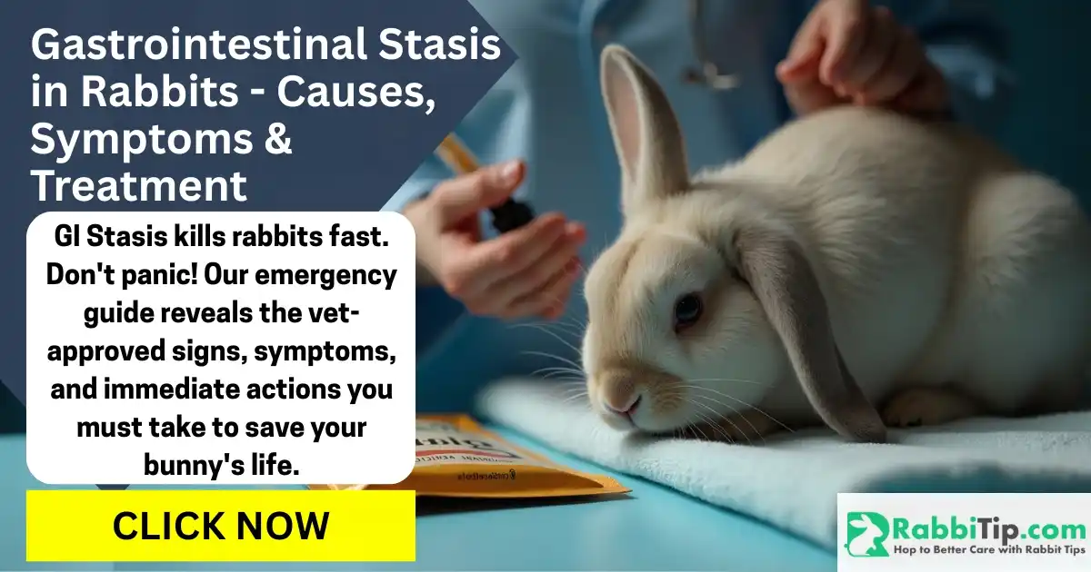 A sick rabbit hunched in pain at a vet clinic, receiving emergency care for Bunny GI stasis, with a stethoscope and syringe nearby.