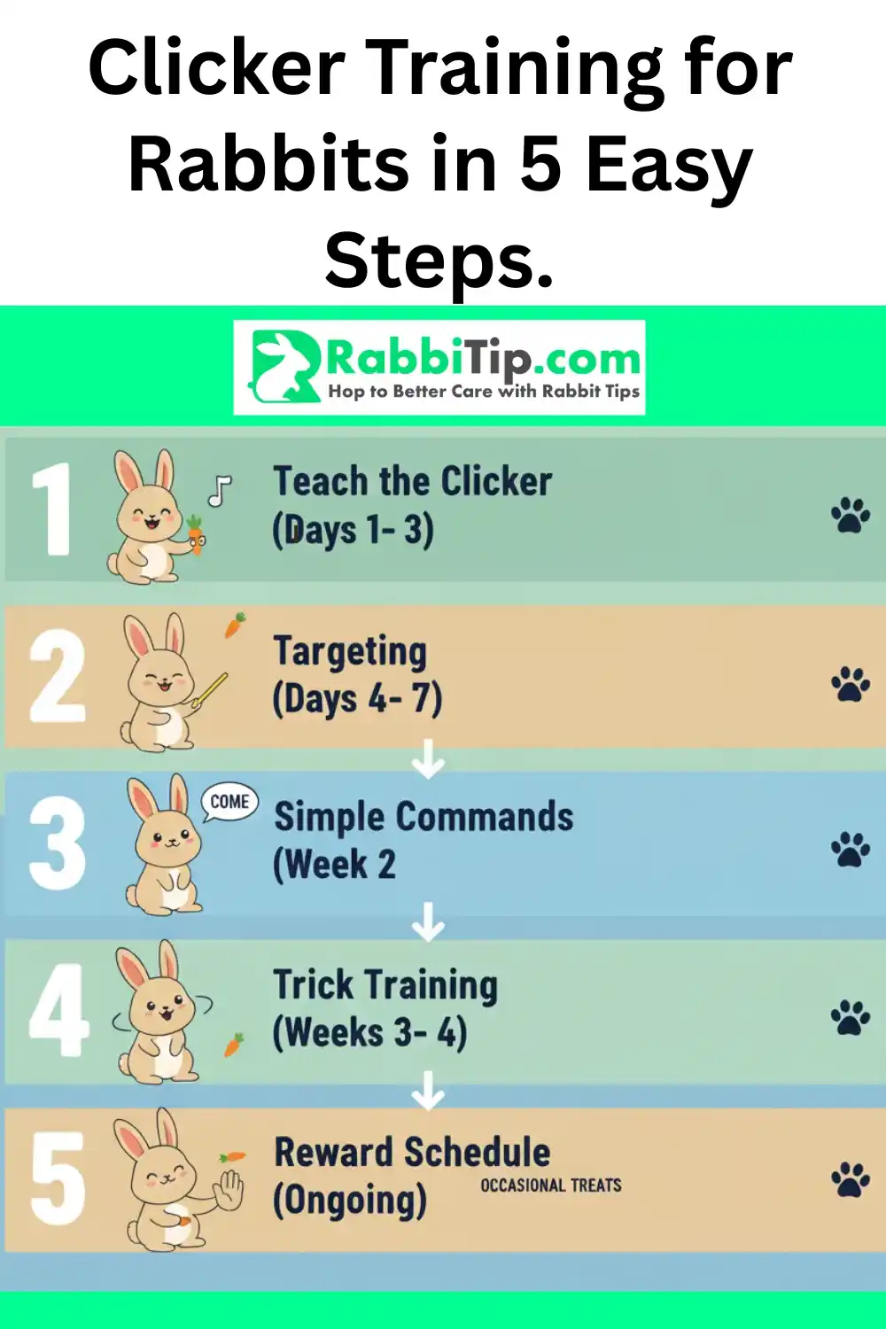 Clicker Training for Rabbits in 5 Easy Steps – Rabbit Behavior Training Guide Infographic showing 5 easy steps for clicker training rabbits: teach the clicker, targeting, simple commands, trick training, and reward schedule-Clicker training for rabbits made simple.