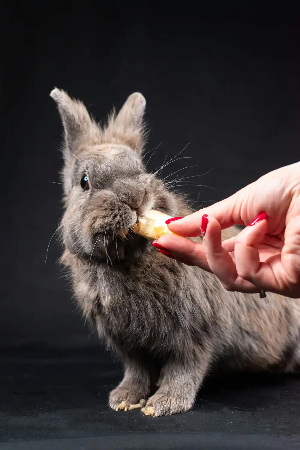rabbit dental health signs